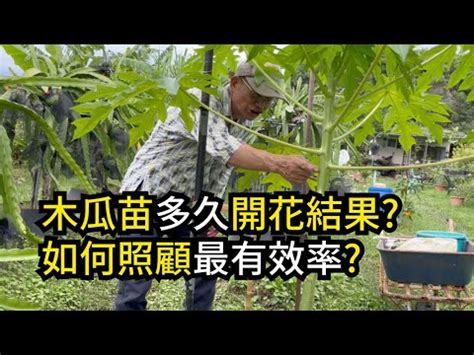 木瓜樹 招 陰|【家裡不能種木瓜】驚！家裡竟然暗藏「財富陷阱」？不能種的「。